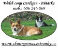Welsh corgi Cardigan