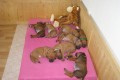 Rhodézský ridgeback štěňata