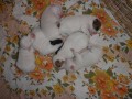 Jack Russell terir 