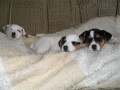 Prodm tata Jack Russel teriera