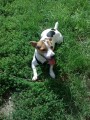 Nabzm Jacka russela jmnem Monty ke kryt