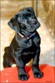 Cane corso - tata