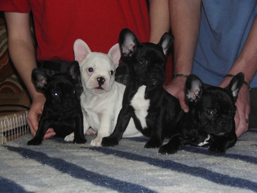 Francouzsk� buldo�ek - �t��ata s PP