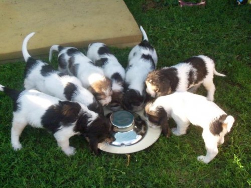 Velký vendéeský hrubosrstý basset