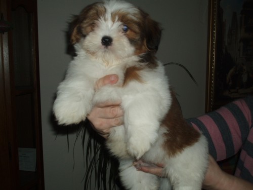 Lhasa apso s PP