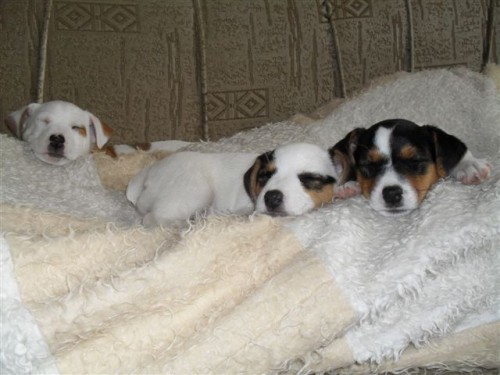 Prodm tata Jack Russel teriera