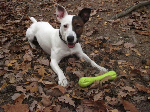 Jack Russell Terir ke kryt