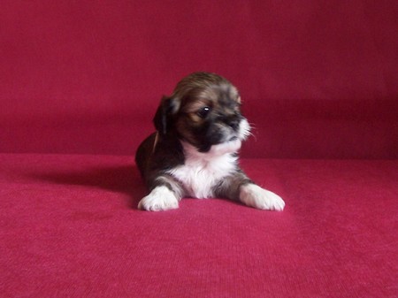 LHASA APSO LHASA APSO