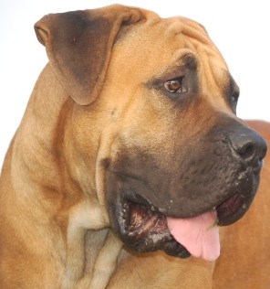 boerboel - kryt 