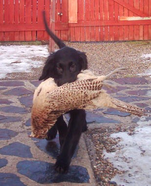 Flat Coated Retriever - pejsek ze zahraničního krytí!