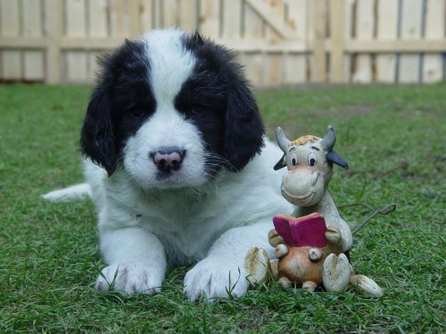 Landseer z letohradského ranče