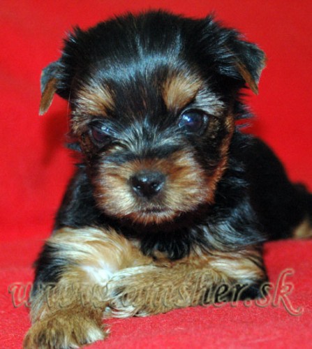 Jorkrsky terrier