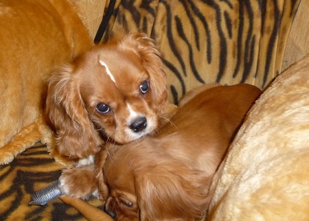 KAVALR KING CHARLES PANEL s PP