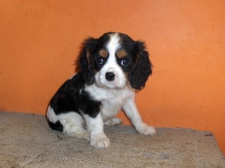 kavalír king charles španěl