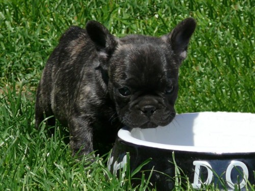 Francouzsk� buldo�ek  