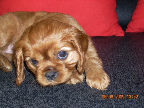 Kavalr King Charles panl