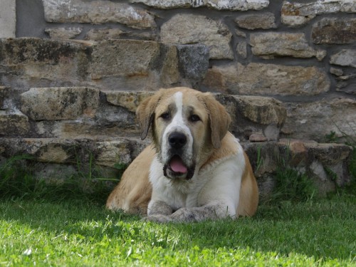 st�edoasijsky pateveck� pes