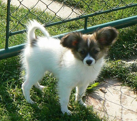 Papillon - motýlek