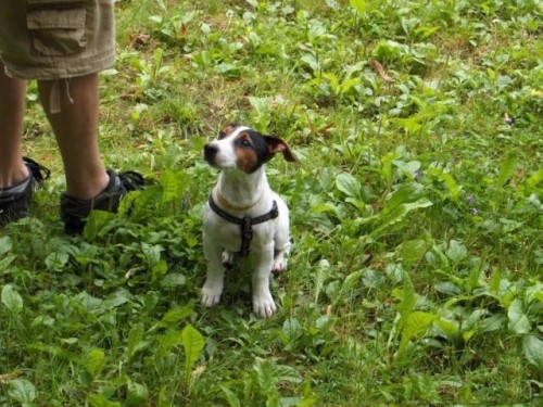 Jack Russel Terir - kryt
