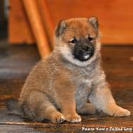 Štěňě SHIBA INU