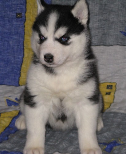 Sibiřský husky-