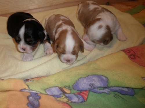 tnata kavalr king charles spaniel