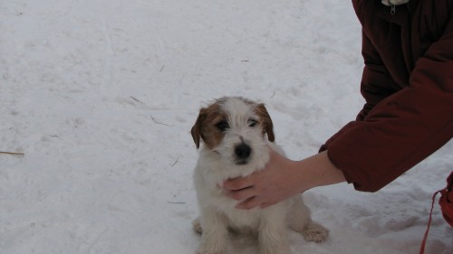 ttka Jack Russel Terriera