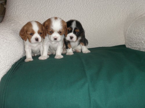 tnata kavalr king charles spaniel