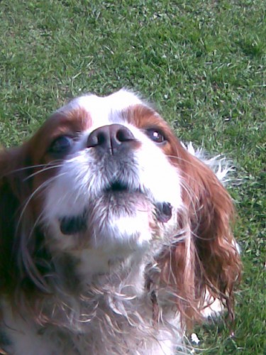 Kryt Kavalr King Charles panl