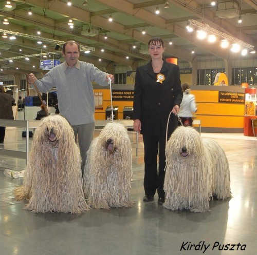 Komondor-tata s PP