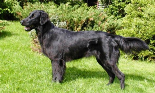 Flat coated retriever