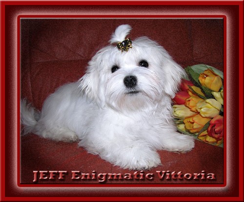 MALT�Z��EK pejsek s PP