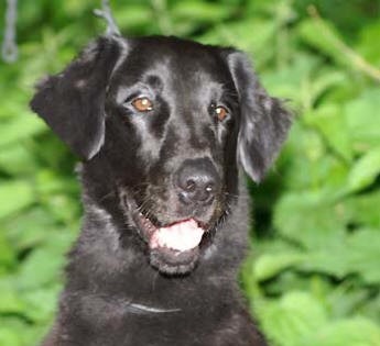 Flat coated retriever