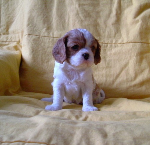 Kavalr king charles panl