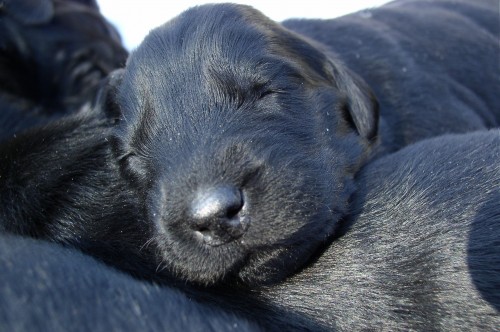 Flat Coated Retriever