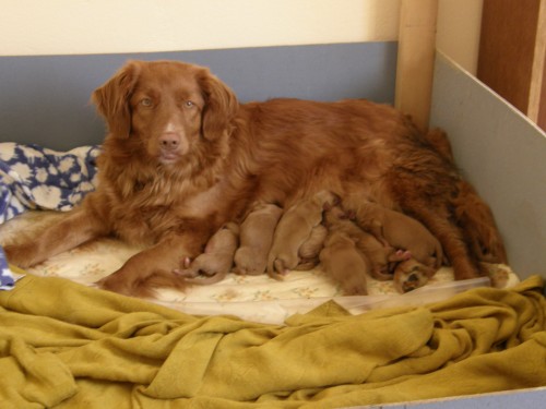 tata Nova Scotia Duck Tolling Retriever