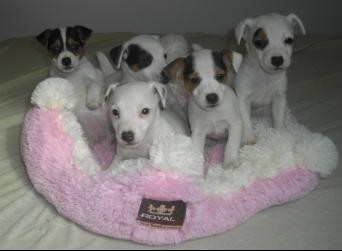 Jack Russel Terier