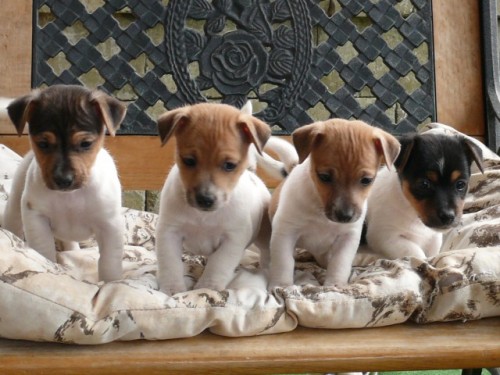 Jack Russel Terir 