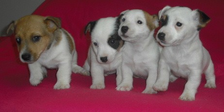 Jack Russel Terier