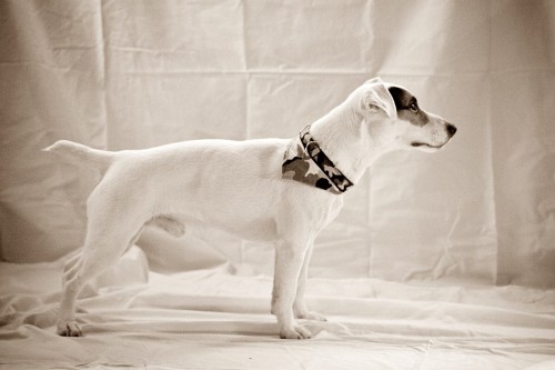 kvalitn Jack russel terier bez PP ke kryt
