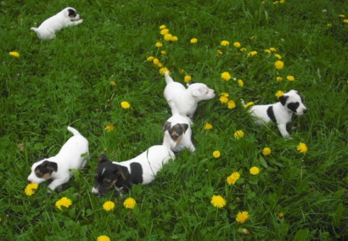 Jack Russel Terier