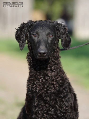 Curly coated retriever!