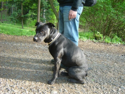 Ztracen� �ern� k��enec