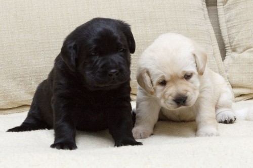 Labradorský retriever-štěně