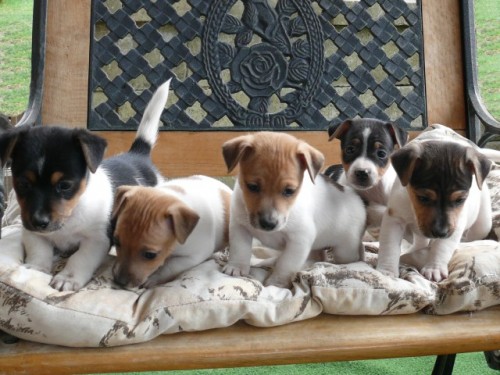Jack Russel Terir 