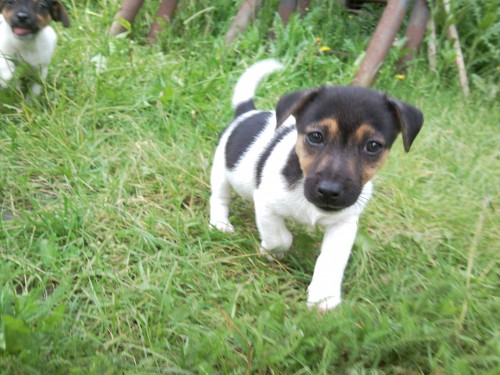 JACK RUSSEL TERIER  POSLEDN PEJSEK!