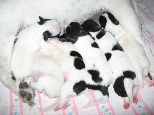 tata Jack Russell terir na prodej