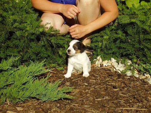 Štěňátka Jack Russell Terrierů