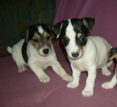 TATA JACK RUSSELL TERIER
