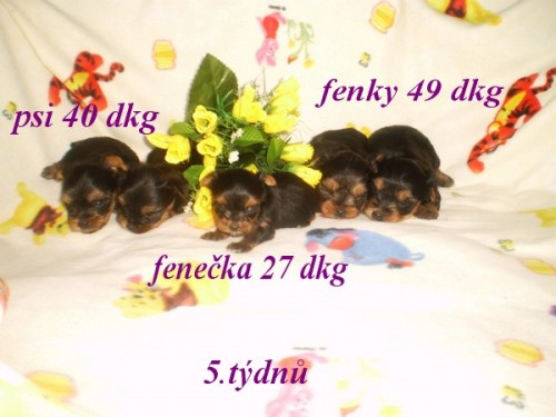   Jorkrsk terir pkn ttka-bez PP-fenky+pejsky 